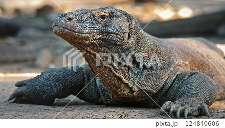 Komodo dragon, the largest living lizard species, is resting on the ground, displaying its powerful claws and intricate scaly skin, showcasing its prehistoric appearance Komodo dragon, the largest living lizard species, is resting on the ground, displaying its powerful claws and intricate scaly skin, showcasing its prehistoric appearance 124840606