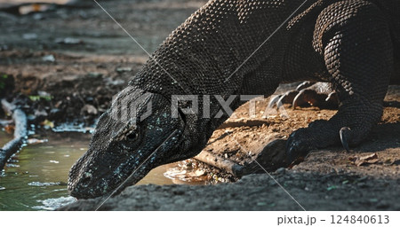 Large Komodo dragon drinking water from a small pond in its natural habitat, showcasing its scaly skin, powerful claws, and prehistoric appearance Large Komodo dragon drinking water from a small pond in its natural habitat, showcasing its scaly skin, powerful claws, and prehistoric appearance 124840613