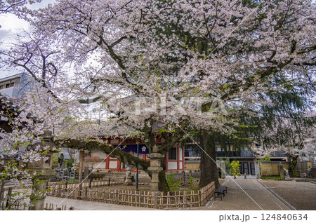 春の新井山梅照院(新井薬師) 124840634