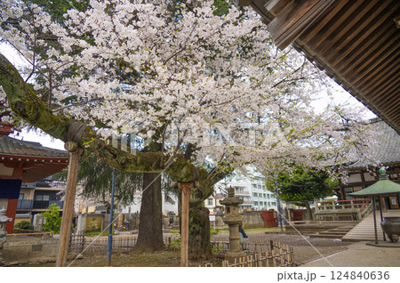 春の新井山梅照院(新井薬師) 春の新井山梅照院(新井薬師) 124840636