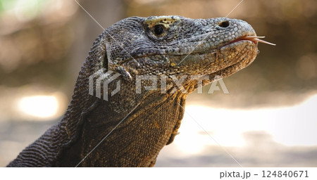 Close up view of a Komodo dragon or Varanus Komodoensis flicking its forked tongue, highlighting unique hunting and sensory adaptations in its natural habitat. Indonesia, Rinca island national park 124840671