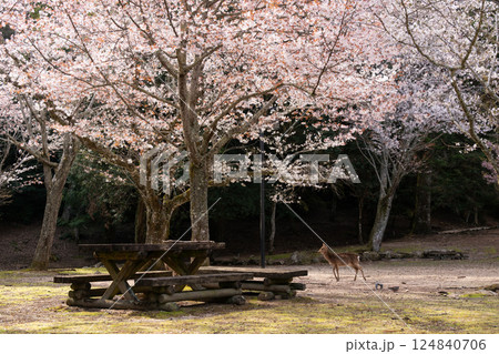 宮島の桜と鹿 124840706