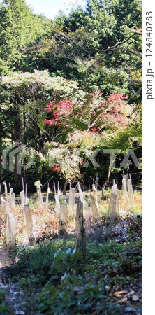 美しい自然の中に広がる文殊の森 124840783