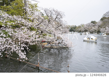 春の井の頭公園のスワン 春の井の頭公園のスワン 124840826