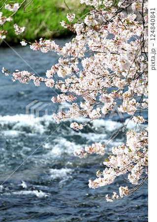 桜と水面 124840841
