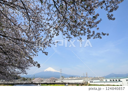 潤井川龍厳淵の桜並木 124840857