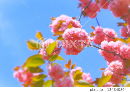爽やかな快晴の青空と満開の八重桜 124840864