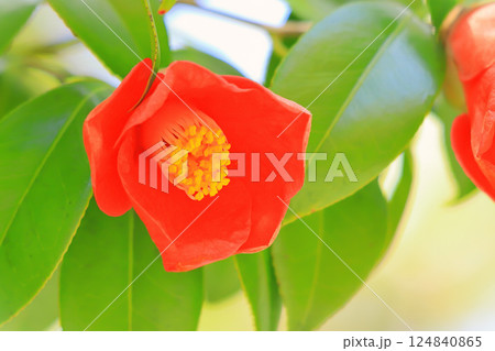 開花した鮮やかな赤い椿の花 124840865