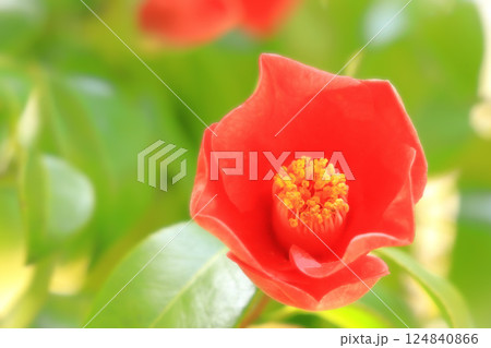開花した鮮やかな赤い椿の花 開花した鮮やかな赤い椿の花 124840866