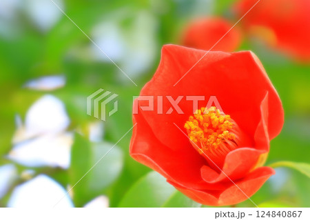 開花した一輪の椿の花 124840867