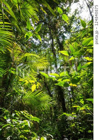 Lush rainforest canopy in Cuyabeno Reserve, Ecuador 124840875