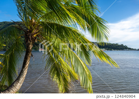 Coastline and Mountains on Tahaa Island, French Polynesia 124840904