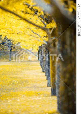 <学びの森>イチョウ並木 <学びの森>イチョウ並木 124840952