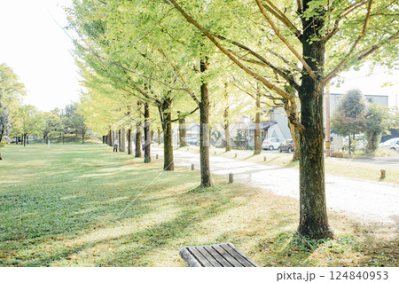 ＜学びの森＞イチョウ並木 124840953