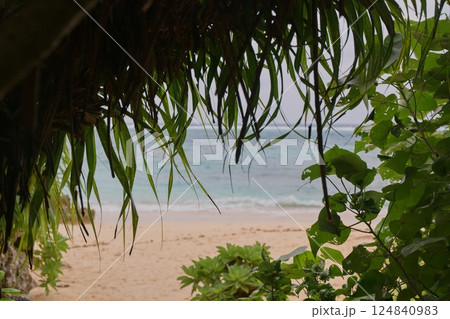 ジャングルから見た浜辺 ジャングルから見た浜辺 124840983