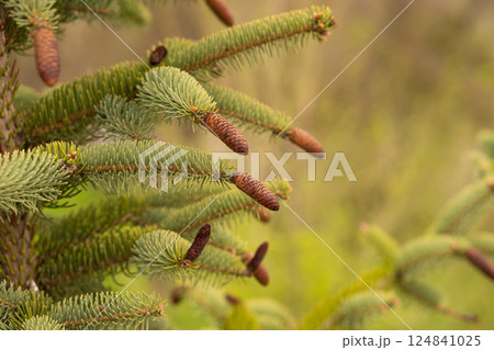 Close-up of evergreen pine branches with young brown cones. 124841025