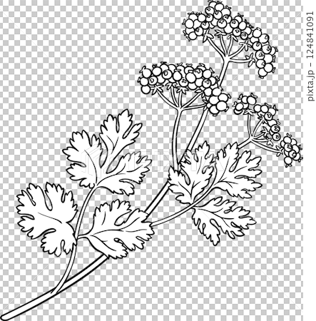 Coriander Branch with Seeds and Leaves Outline Illustration. Organic natural nutritional spice, vegetarian diet product.  124841091