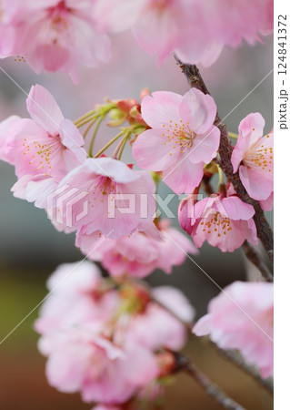 ピンクの陽光桜のクローズアップ ピンクの陽光桜のクローズアップ 124841372