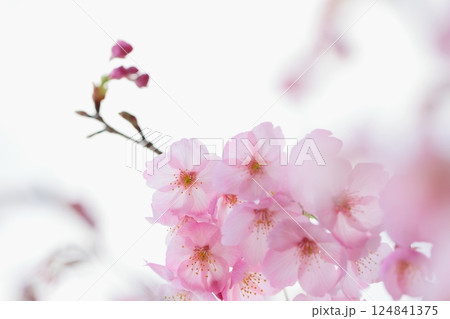 ピンクの陽光桜のクローズアップ 【白背景】 【空背景】 ピンクの陽光桜のクローズアップ 【白背景】 【空背景】 124841375