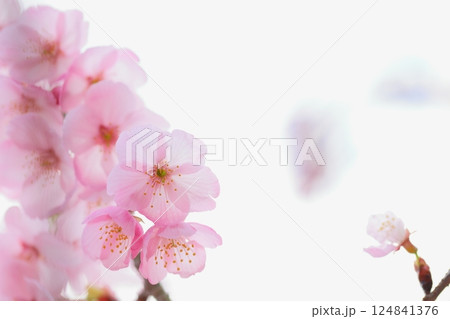ピンクの陽光桜のクローズアップ 【白背景】 【空背景】 ピンクの陽光桜のクローズアップ 【白背景】 【空背景】 124841376