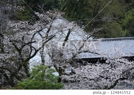 雨に煙る生田緑地のサクラ 124841552