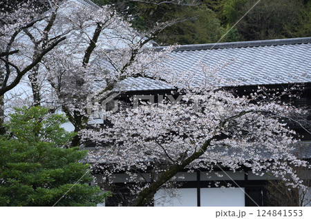 雨に煙る生田緑地のサクラ 124841553