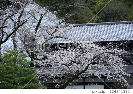 雨に煙る生田緑地のサクラ 124841556