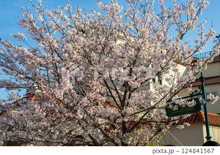 花のみち 花のみち 124841567