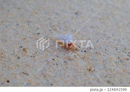 白い砂浜のヤドカリ 124841599