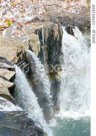 原尻の滝と桜 原尻の滝と桜 124841608