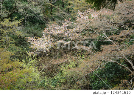 雨に煙る生田緑地のサクラ 124841610
