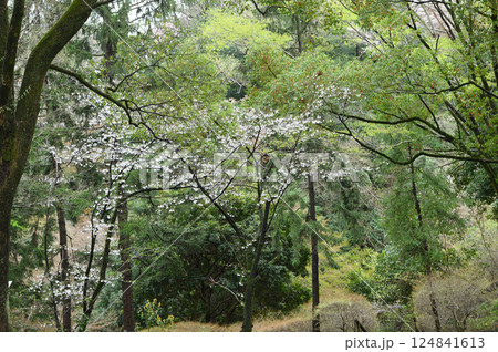 雨に煙る生田緑地のサクラ 124841613