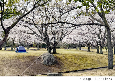 別府南立石公園の桜並木 124841673