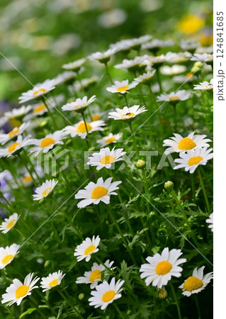クリサンセマム　カンシロギク　ノースポール（寒白菊：Chrysanthemum） 124841685