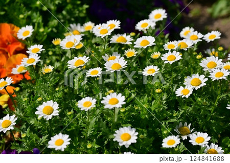クリサンセマム カンシロギク ノースポール(寒白菊:Chrysanthemum) クリサンセマム カンシロギク ノースポール(寒白菊:Chrysanthemum) 124841688