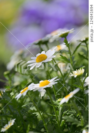 クリサンセマム カンシロギク ノースポール(寒白菊:Chrysanthemum) クリサンセマム カンシロギク ノースポール(寒白菊:Chrysanthemum) 124841694