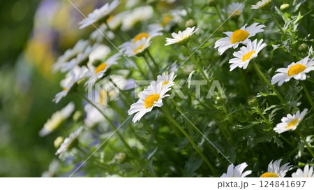 クリサンセマム カンシロギク ノースポール(寒白菊:Chrysanthemum) クリサンセマム カンシロギク ノースポール(寒白菊:Chrysanthemum) 124841697