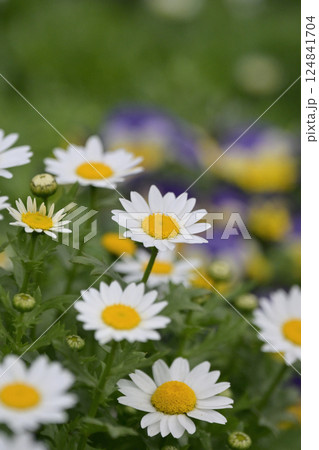 クリサンセマム カンシロギク ノースポール(寒白菊:Chrysanthemum) クリサンセマム カンシロギク ノースポール(寒白菊:Chrysanthemum) 124841704