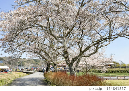 満開の桜と道の駅原尻の滝 124841837