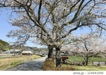 満開の桜と道の駅原尻の滝 満開の桜と道の駅原尻の滝 124841840