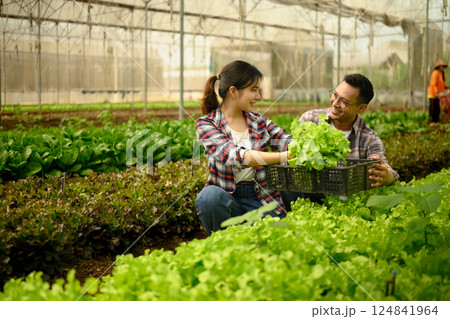 Happy man and woman picking fresh green lettuce in an organic greenhouse 124841964
