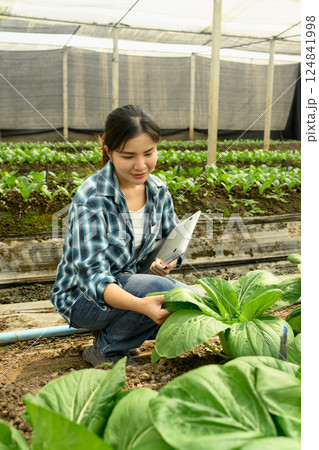 Female agronomist holding laptop inspecting lettuce crops in an organic greenhouse Female agronomist holding laptop inspecting lettuce crops in an organic greenhouse 124841998
