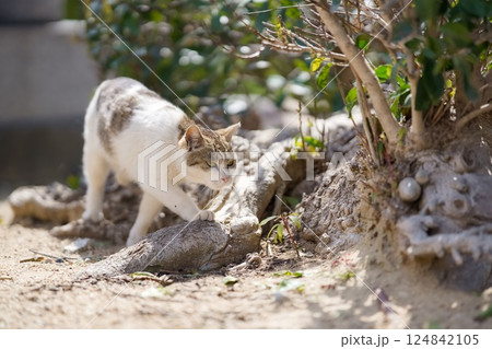 春、活発になり始める野良猫 124842105