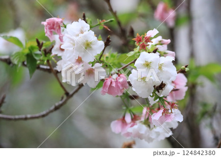Blossom Flowers with Pink Accents in Springtime Focus 124842380
