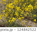 春の訪れを告げる綺麗な菜の花 124842522