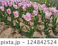 春の花壇に咲くかわいいピンクのチューリップの花 124842524