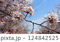 青空に映える満開のきれいな桜 124842525