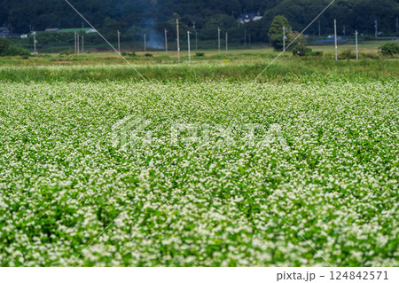 夏の宇治川の黄昏時を撮影 夏の宇治川の黄昏時を撮影 124842571