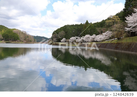 【倉橋ため池ふれあい公園 満開桜 / 奈良県桜井市倉橋】 【倉橋ため池ふれあい公園 満開桜 / 奈良県桜井市倉橋】 124842639
