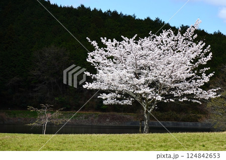 【倉橋ため池ふれあい公園 満開桜 / 奈良県桜井市倉橋】 【倉橋ため池ふれあい公園 満開桜 / 奈良県桜井市倉橋】 124842653